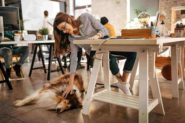 Guia pet friendly: como transformar sua empresa para receber os bichinhos